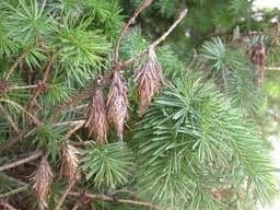 Bugs That Bug Me – Bagworms