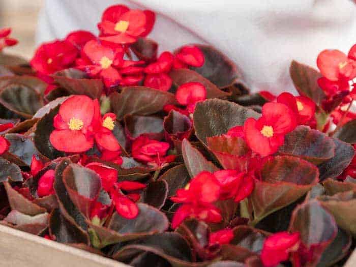 red begonias