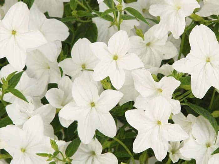 white browallia blossoms