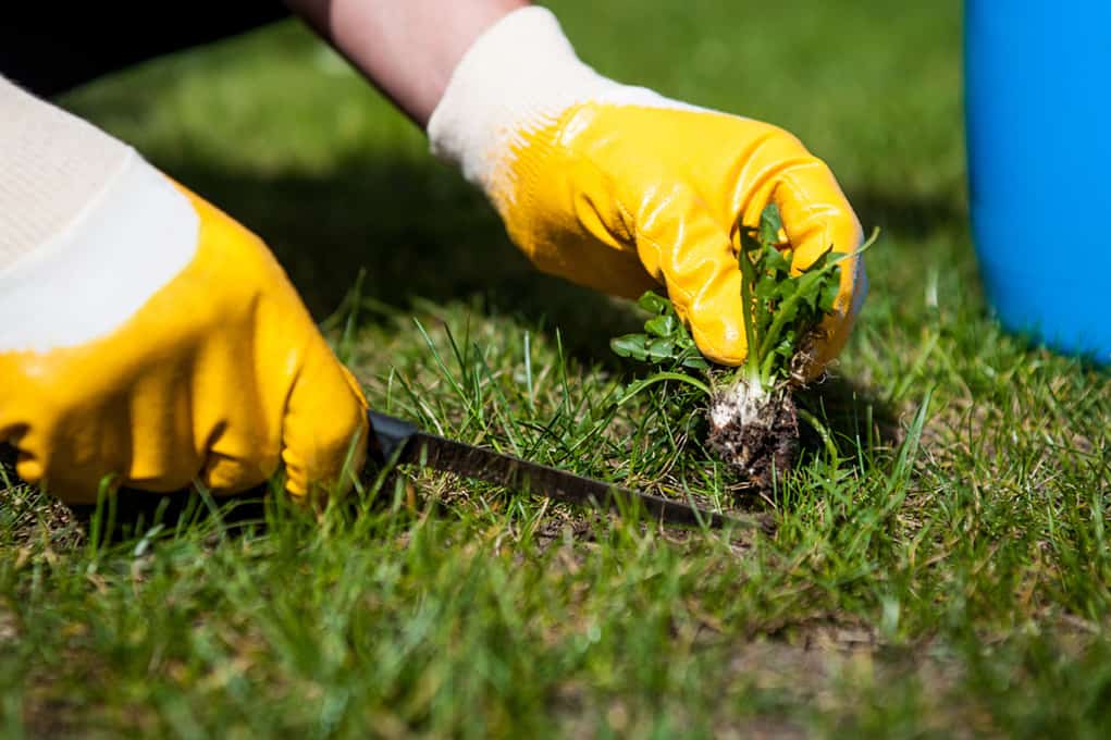Spring-Lawn-Weed-Control